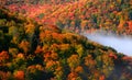 Allegheny forest