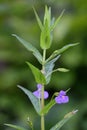 Allegheny monkeyflowerÂ Mimulus ringens, purple flowers