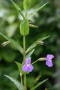 Allegheny monkeyflowerÂ Mimulus ringens, small pink flowers