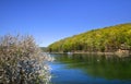 Allegheny national forest