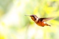 Allen Hummingbird In Flight