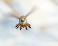 Allen's Humming Bird Flying Royalty Free Stock Photo
