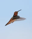 Allen's Hummingbird Royalty Free Stock Photo