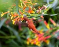 Rufous Hummingbird from Above Feeding on an Orange Flower Royalty Free Stock Photo