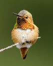 Allens Hummingbird adult male perched on shrub stem Royalty Free Stock Photo