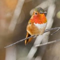 Allen`s Hummingbird Adult Male Perched on Tree Branch