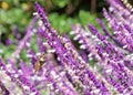 Allen`s Hummingbird drinking nectar from Mexican bush sage flowers Royalty Free Stock Photo