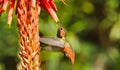 Rufous Hummingbird feeding on succulent flower Royalty Free Stock Photo