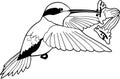 Allen`s Hummingbird Illustration