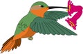 Allen`s Hummingbird Male Feeding on Nectar Illustration