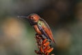 Allen`s Hummingbird Perched on Aloe