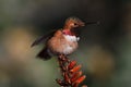 Allen`s Hummingbird Perched on Aloe
