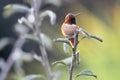 Allen's Hummingbird Perched