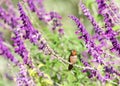 Allen`s Hummingbird perched on Mexican Bush Sage flowers Royalty Free Stock Photo