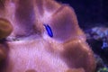 Allen`s or Neon Damselfish Pomacentrus alleni Thailand underwater Royalty Free Stock Photo