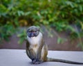 Allen's Swamp Monkey Royalty Free Stock Photo