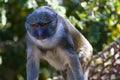 Allen's Swamp Monkey Royalty Free Stock Photo