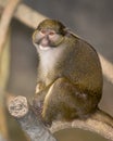 Allen's swamp monkey Royalty Free Stock Photo