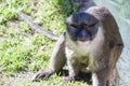 Allen's swamp monkey Royalty Free Stock Photo