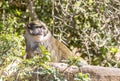 Allen Swamp Monkey on Rock Royalty Free Stock Photo