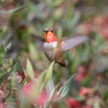 Allens Hummingbird adult male hovering and looking at camera Royalty Free Stock Photo