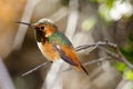 Allens Hummingbird Adult Male Perched on Tree Branch Royalty Free Stock Photo