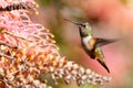 Allens Hummingbird female or immature hovering and feeding on Banksia flowers.