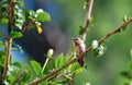 An Allens Hummingbird in a Hibiscus bush.