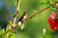 An Allens Hummingbird resting in a Hibiscus bush.