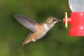 Allens Hummingbird Selasphorus sasin