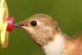 Allens Hummingbird (Selasphorus sasin)