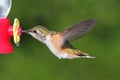 Allens Hummingbird (Selasphorus sasin)