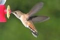 Allens Hummingbird (Selasphorus sasin)