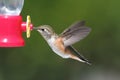 Allens Hummingbird (Selasphorus sasin)