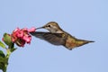 Allens Hummingbird Selasphorus sasin