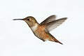 Allens Hummingbird Selasphorus sasin