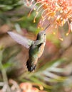 Allens or Rufous Hummingbird hovering and feeding on Banksia flower Royalty Free Stock Photo