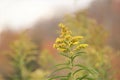 Close up profile view of goldenrod blossoms