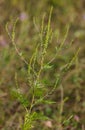 Allergenic annual ragweed - Ambrosia artemisiifolia