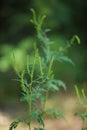Allergenic annual ragweed - Ambrosia artemisiifolia