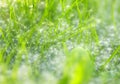 Allergenic fluffy white poplar seeds are on the ground in the g Royalty Free Stock Photo