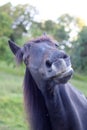allergic horse sneeze and snort reaction to pollen Royalty Free Stock Photo