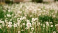 Allergies to fluff. Dandelion closeup macro. A side view of a blooming flower head of the dandelion. space for text Royalty Free Stock Photo