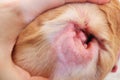 Allergy on dog ear close-up Royalty Free Stock Photo