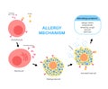 Allergy mechanism diagram Royalty Free Stock Photo