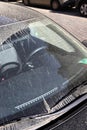 Pollen season - car windshield in pollen