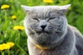 Allergy to dandelions . A gray fluffy purebred Scottish straight-eared cat in a yellow collar.