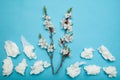 Allergy to flowering, concept. Flowering branch and nasal used napkins on blue background