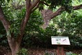 Allerton Garden - National Tropical Botanical Garden in Koloa on Kauai Island in Hawaii