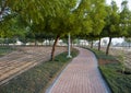 Alley in Al Warqa park of Dubai, UAE Royalty Free Stock Photo